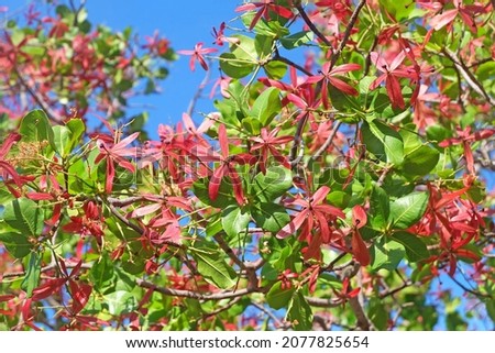 Exotic red flowers in full bloom of Gluta usitata (Wall.) Ding Hou or Red zebra wood, Vanish tree under the blue sky.