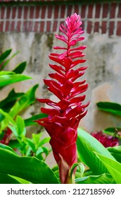 Exotic Red Ginger Flower In Garden. Close Up. Ginger Plant, Alpinia Purpurata