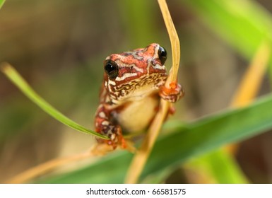 Exotic Reed Frog