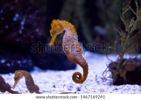 Exotic seahorse (hippocampus) in 