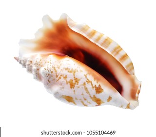 Exotic Seashell  On A White Background. Studio Macro Shot