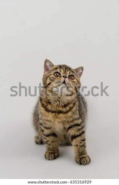 Exotic Short Hair Cat On White Stock Photo Edit Now 635316929