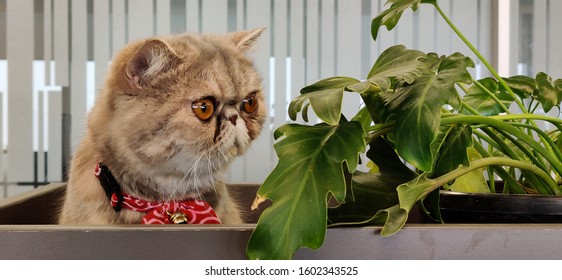 Royalty Free Exotic Short Hair Cat Stock Images Photos Vectors