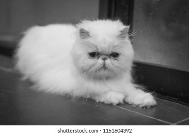 Exotic Shorthair Images Stock Photos Vectors Shutterstock