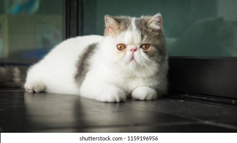 Royalty Free Dilute Calico Persian Stock Images Photos Vectors