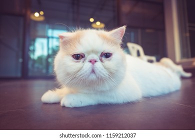 Royalty Free Dilute Calico Persian Stock Images Photos Vectors