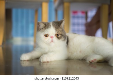 Royalty Free Dilute Calico Persian Stock Images Photos Vectors