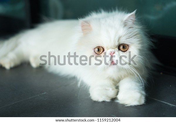 Exotic Shorthair Breed Cat Developed Be Stock Photo Edit Now