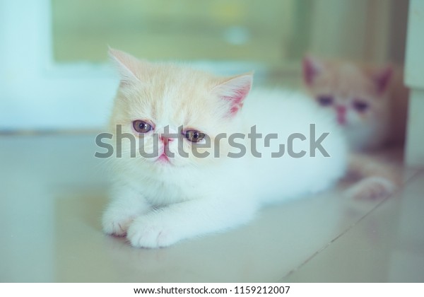 Exotic Shorthair Breed Cat Developed Be Stock Photo Edit Now