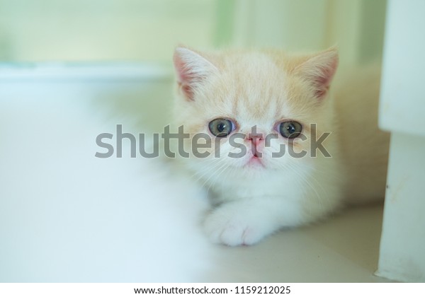 Exotic Shorthair Breed Cat Developed Be Stock Photo Edit Now