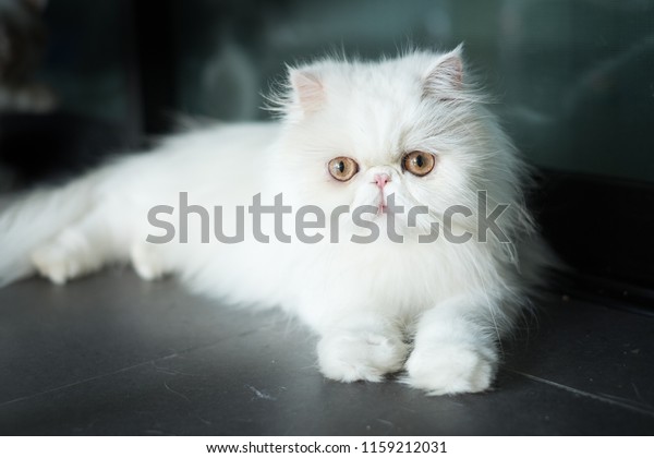 Exotic Shorthair Breed Cat Developed Be Stock Photo Edit Now