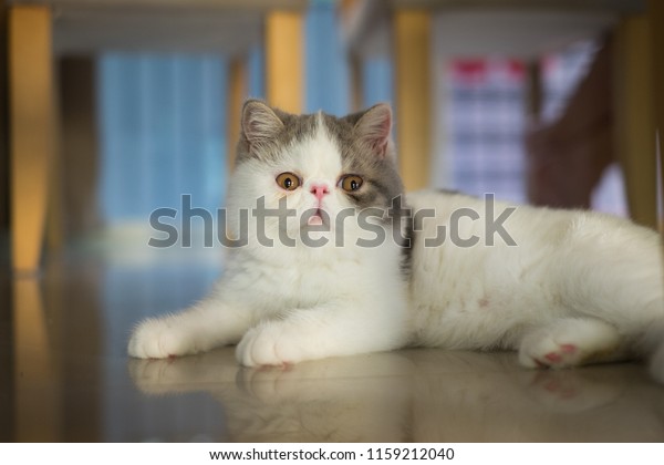 Exotic Shorthair Breed Cat Developed Be Animals Wildlife Stock Image