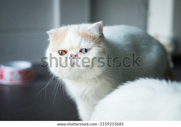 Exotic Shorthair Breed Cat Developed Be Stock Photo Edit Now