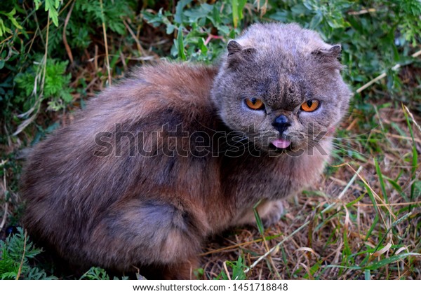 Exotic Shorthair Breed Cat Developed Be Animals Wildlife Stock Image