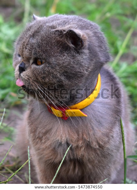 Exotic Shorthair Breed Cat Developed Be Stock Photo Edit Now