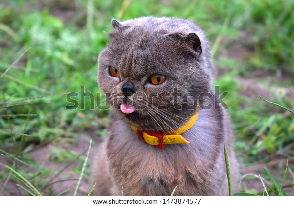 Exotic Shorthair Breed Cat Developed Be Stock Photo Edit Now