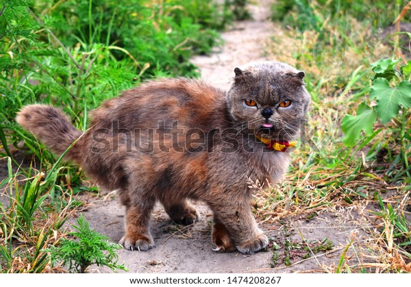 Exotic Shorthair Breed Cat Developed Be Stock Photo Edit Now