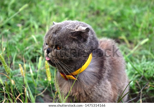 Exotic Shorthair Breed Cat Developed Be Stock Photo Edit Now