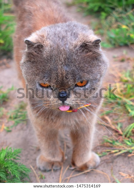 Exotic Shorthair Breed Cat Developed Be Stock Photo Edit Now