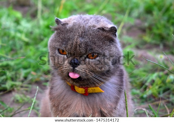 Exotic Shorthair Breed Cat Developed Be Stock Photo Edit Now