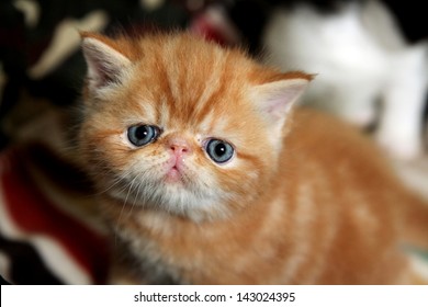 Exotic Shorthair Cat