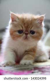 Exotic Shorthair Cat