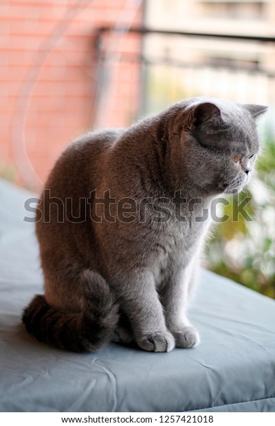 Exotic Shorthair Cat Miscellaneous Animals Wildlife Stock Image