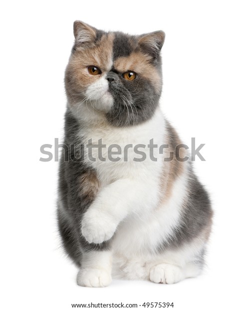 Exotic Shorthair Cat 8 Months Old Stock Photo Edit Now 49575394