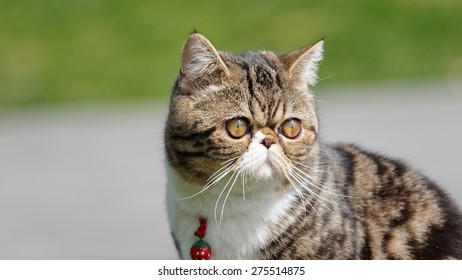 5,304 Exotic shorthair cat Images, Stock Photos & Vectors | Shutterstock