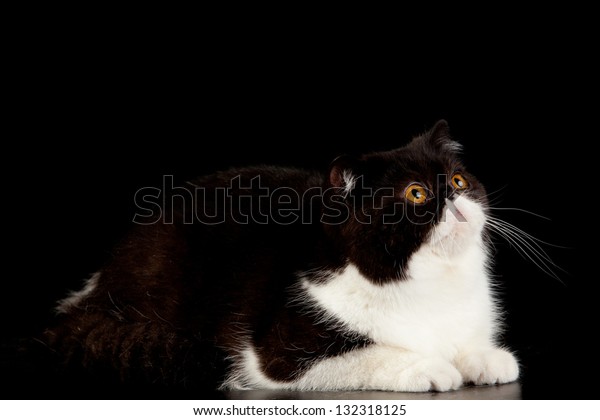 Exotic Shorthair Cat Exotic Domestic Cat Stock Photo Edit Now