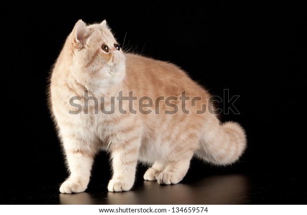 Exotic Shorthair Cat Exotic Domestic Cat Royalty Free Stock Image