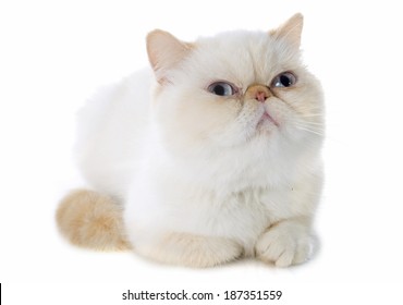 5 356 Exotic Shorthair Images Stock Photos Vectors Shutterstock