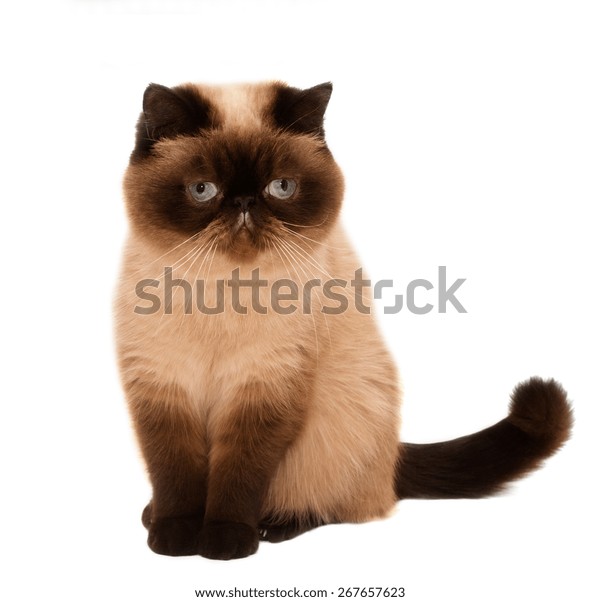 Exotic Shorthair Cat Isolated On White Stock Photo Edit Now