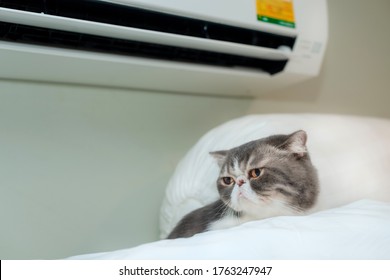 Exotic shorthair cat lying on the bed with air condition in the bedroom.
