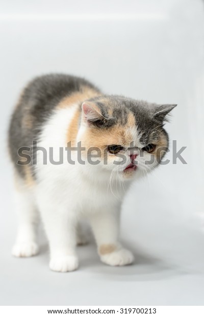 Exotic Shorthair Cat On White Background Stock Photo Edit Now