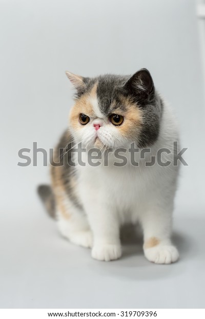 Exotic Shorthair Cat On White Background Stock Photo Edit Now