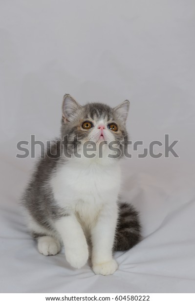 Exotic Shorthair Cat On White Background Stock Photo Edit Now