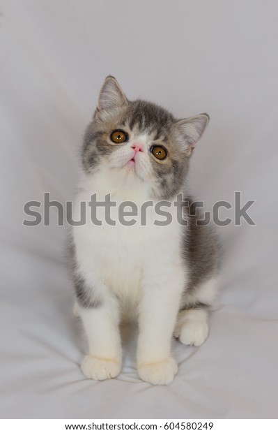 Exotic Shorthair Cat On White Background Stock Photo Edit Now