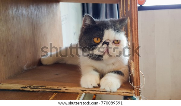 Exotic Shorthair Cat On Wood Box Stock Photo Edit Now 770089591