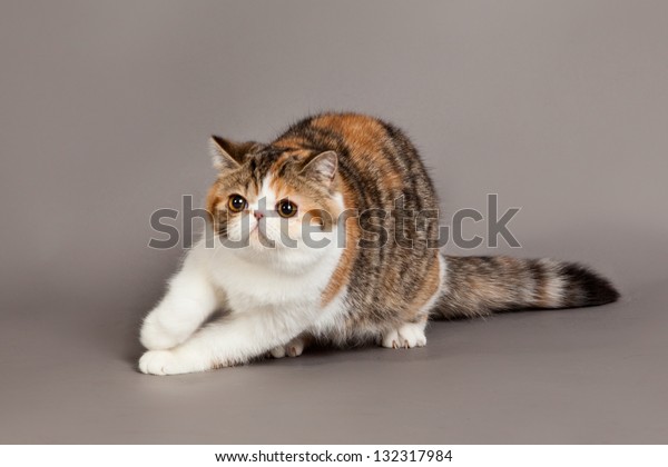 Exotic Shorthair Cat Persian Cat On Stock Photo Edit Now 132317984