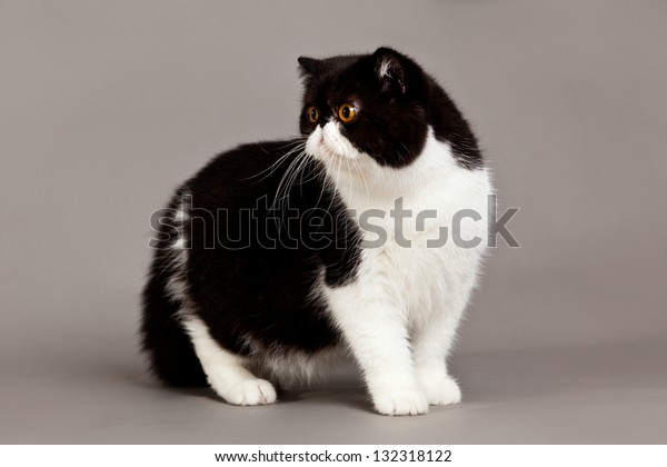 Exotic Shorthair Cat Persian Cat On Stock Photo Edit Now 132318122