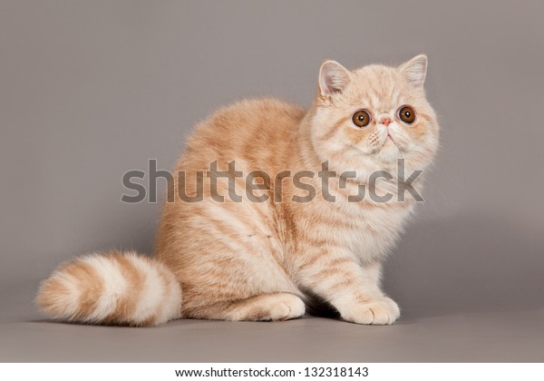 Exotic Shorthair Cat Persian Cat On Stock Photo Edit Now 132318143