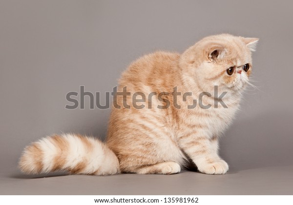 Exotic Shorthair Cat Persian Cat On Stock Photo Edit Now 135981962