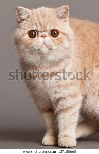 Exotic Shorthair Cat Persian Cat On Animals Wildlife Stock Image