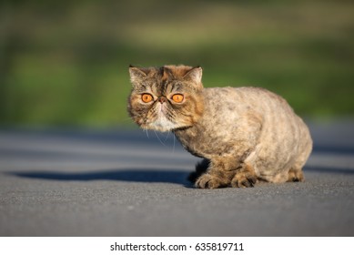 Shaved Cat Images Stock Photos Vectors Shutterstock