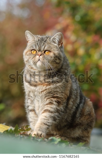 Exotic Shorthair Cat Shorthaired Persian Flat Royalty Free Stock