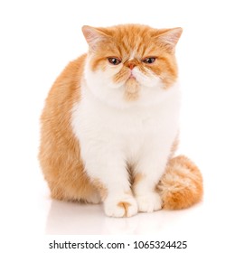 Exotic Shorthair Hd Stock Images Shutterstock