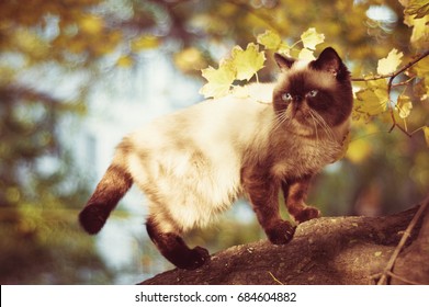 Colorpoint Shorthair Cat Images Stock Photos Vectors Shutterstock