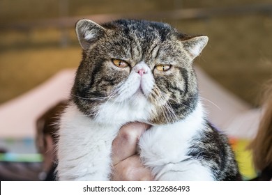 Cat Headshot Images Stock Photos Vectors Shutterstock