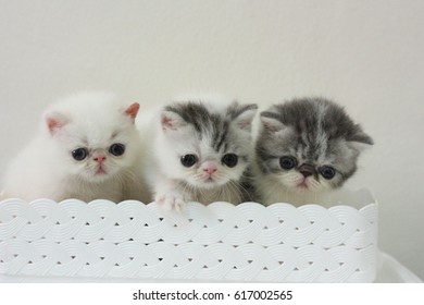 1000 Exotic Shorthair Kitten Stock Images Photos Vectors